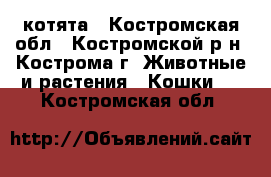 котята - Костромская обл., Костромской р-н, Кострома г. Животные и растения » Кошки   . Костромская обл.